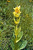Monte Baldo (Trentino) - Genziana maggiore (Gentiana lutea)